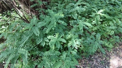Robinia pseudoacacia