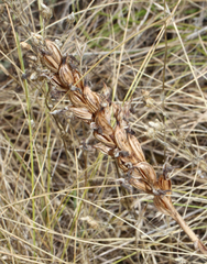 Anacamptis coriophora