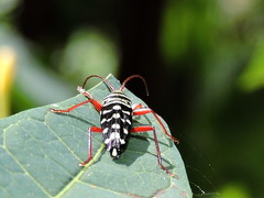 Placosternus crinicornis