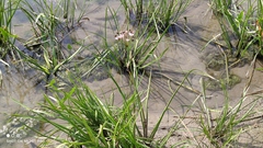 Butomus umbellatus