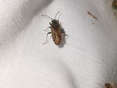 Peritrechus gracilicornis