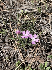 Phlox woodhousei