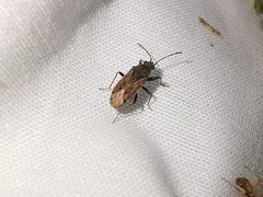 Peritrechus gracilicornis
