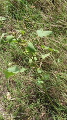 Xanthium orientale