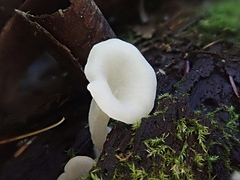 Crepidotus nyssicola