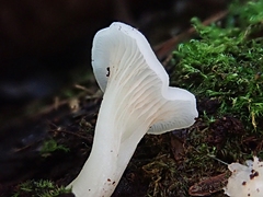 Crepidotus nyssicola