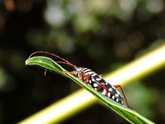 Placosternus crinicornis