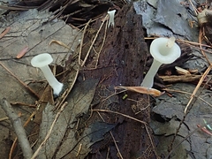 Crepidotus nyssicola