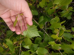 Vitis monticola