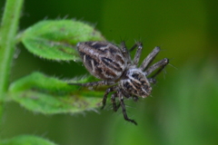 Oxyopes heterophthalmus