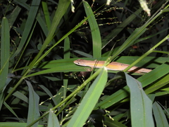 Takydromus stejnegeri