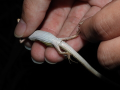Takydromus stejnegeri