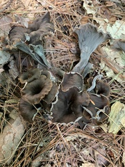 Craterellus