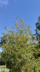 Acer negundo