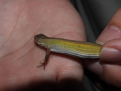 Takydromus stejnegeri