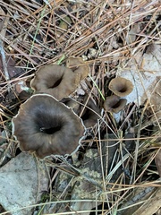Craterellus
