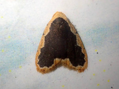 Diduga spinosusa