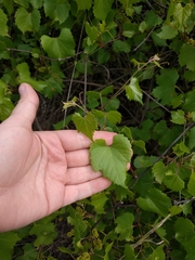 Vitis monticola