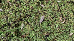 Salvinia natans