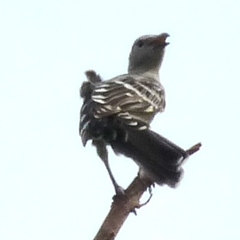 Chlamydera nuchalis