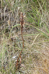 Anacamptis pyramidalis
