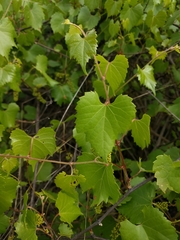 Vitis monticola