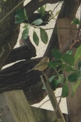 Phylloscopus collybita