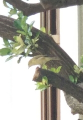Phylloscopus collybita