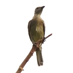 Chlamydera nuchalis