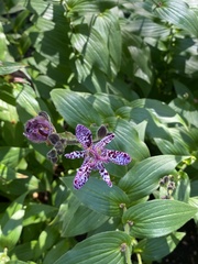 Tricyrtis formosana