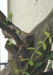 Phylloscopus collybita