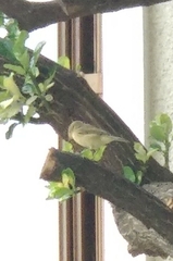 Phylloscopus collybita
