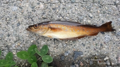 Pollachius pollachius