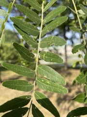 Gleditsia triacanthos