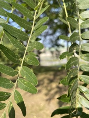Gleditsia triacanthos