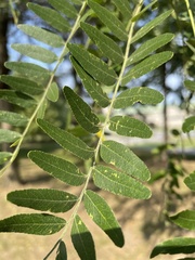 Gleditsia triacanthos