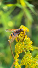 Volucella zonaria