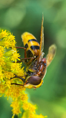 Volucella zonaria