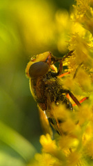 Volucella zonaria