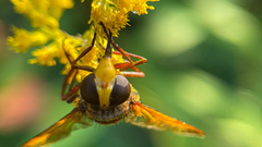Volucella zonaria