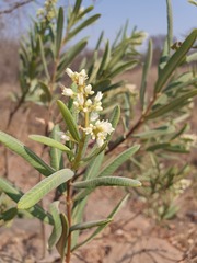Ozoroa paniculosa