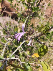 Chorisochora transvaalensis