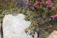 Leucadendron arcuatum