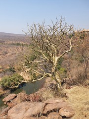 Commiphora marlothii