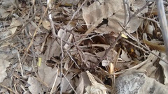 Tachypompilus analis