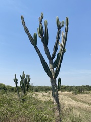 Cereus stenogonus