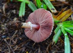 Agaricus diminutivus