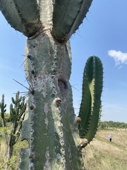 Cereus stenogonus