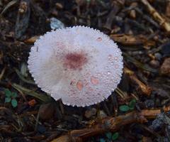 Agaricus diminutivus