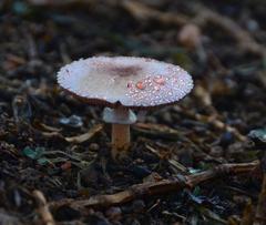 Agaricus diminutivus